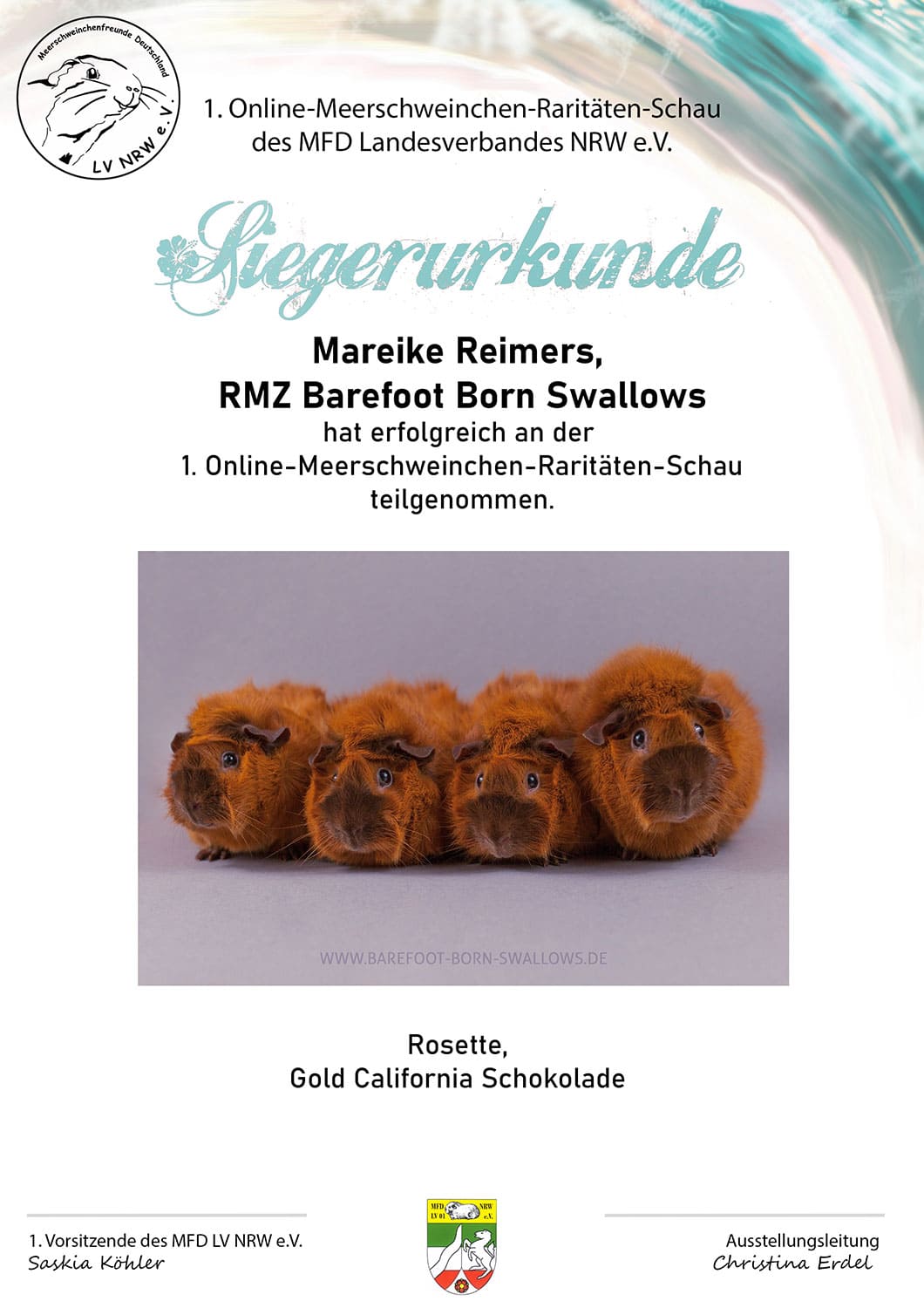 1. Online-Meerschweinchen-Raritäten-Schau des MFD LV NRW e.V. - Gold California Schokolade