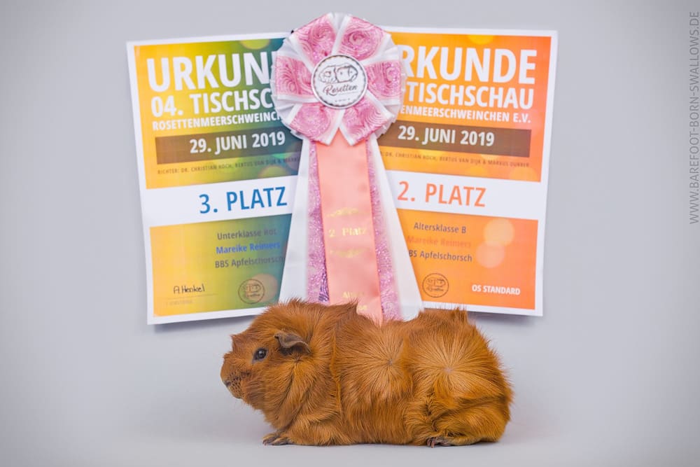 BBS Apfelschorsch