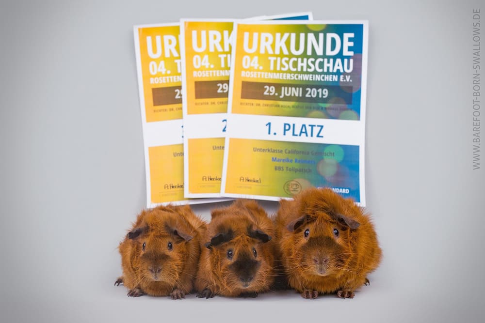 Unterklasse California Gemischt