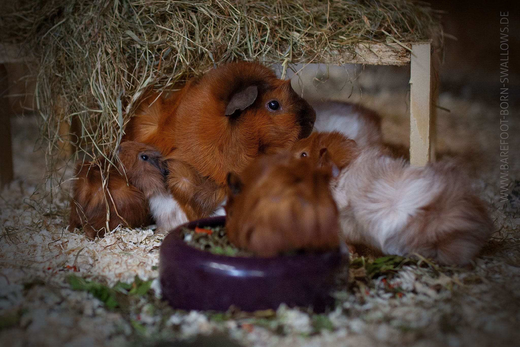Rosetten Babystube