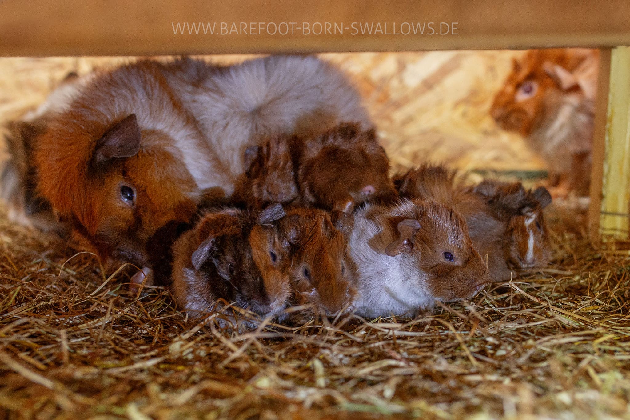 Gemeinschaftsarbeit an den Rosetten Babies
