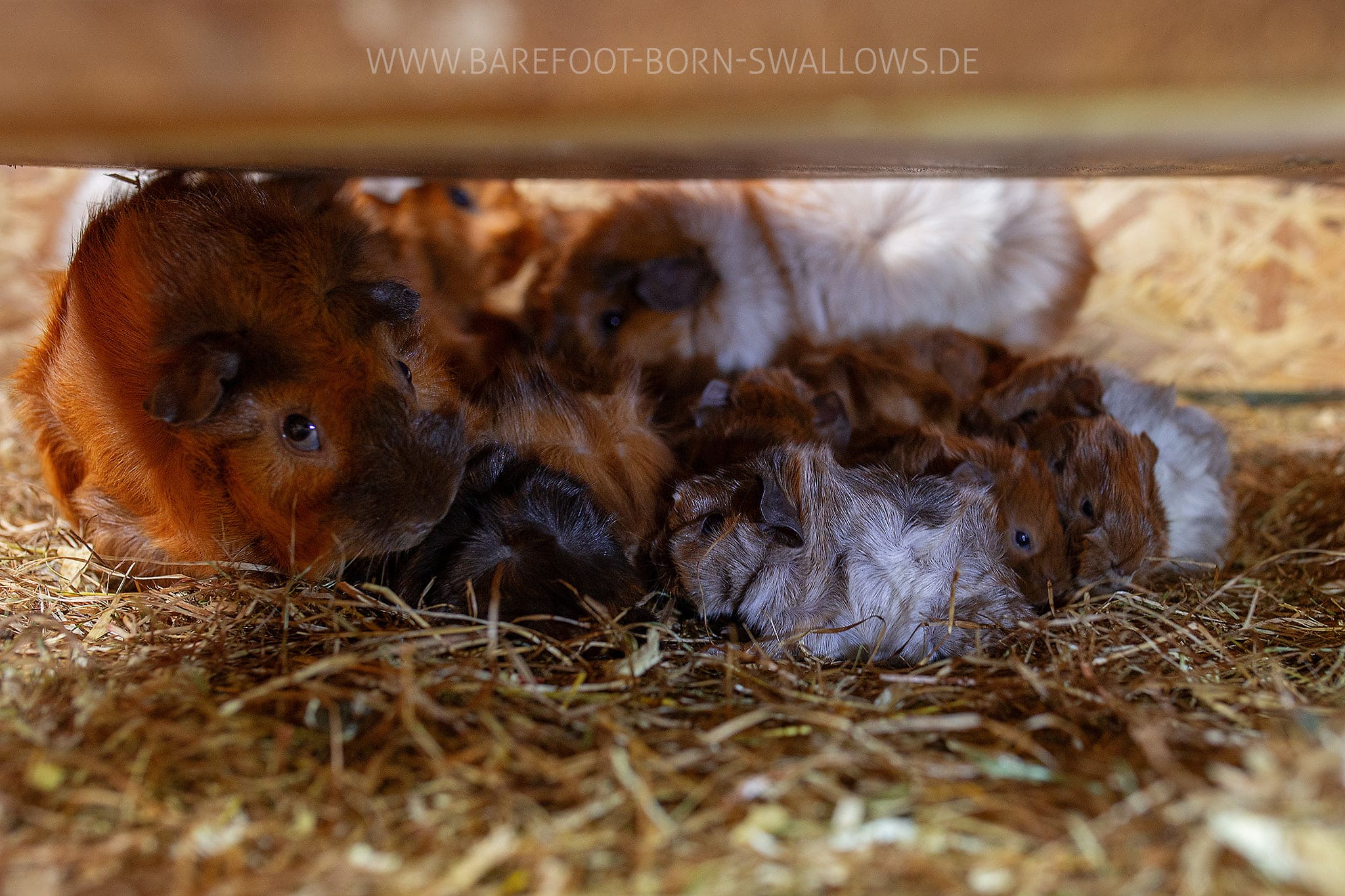 Bitte einmal alle Rosetten Babies durchzählen!