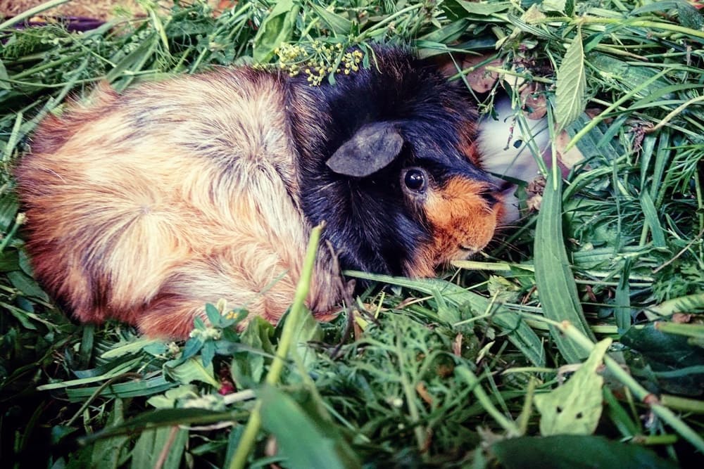 Loki in den frischen Kräutern