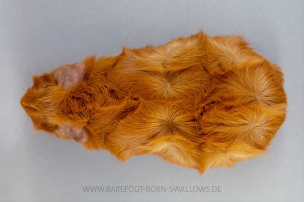 Barefoot Born Swallows Farbkasten