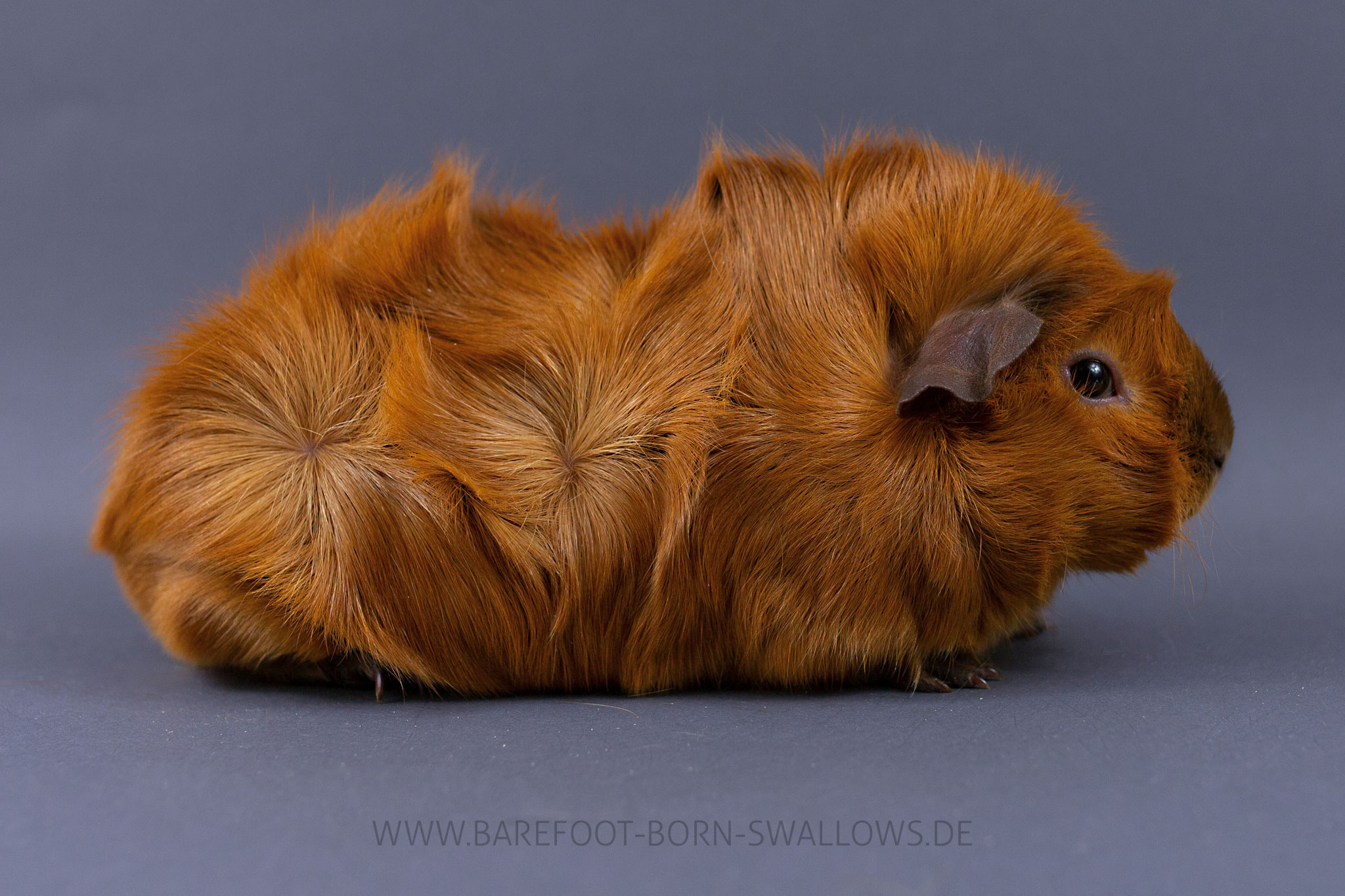 Barefoot Born Swallows Dampfnudel
