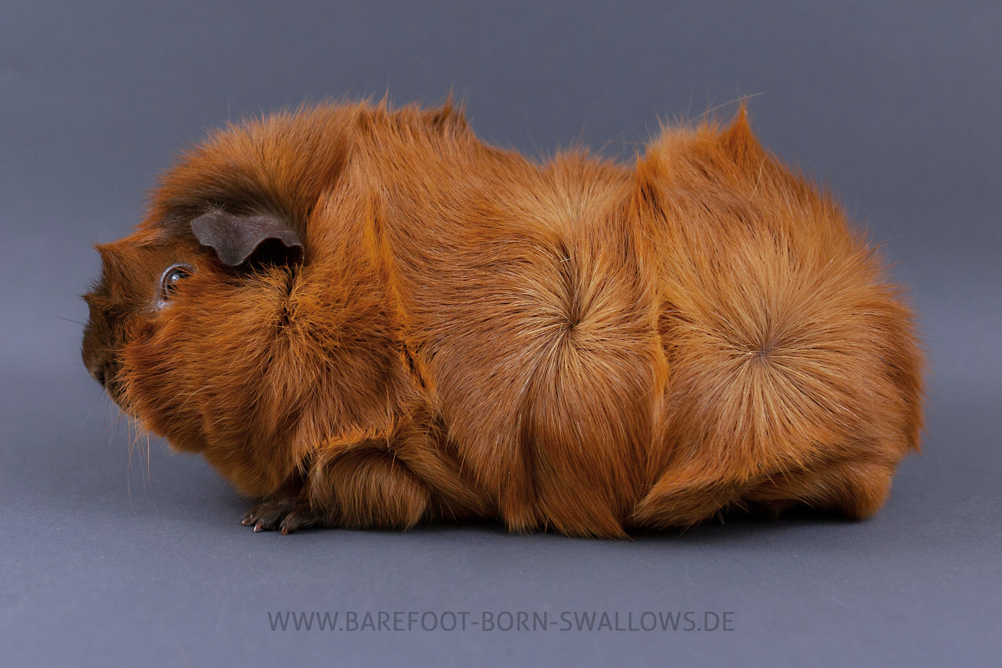 Barefoot Born Swallows I-Tüpfelchen