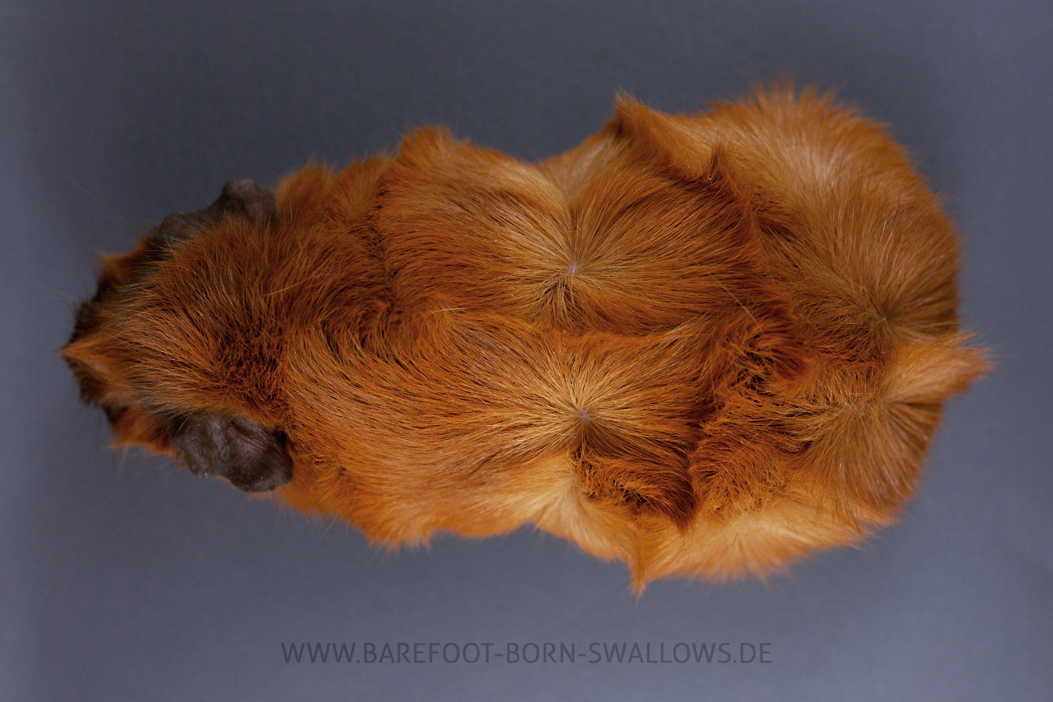 Barefoot Born Swallows I-Tüpfelchen