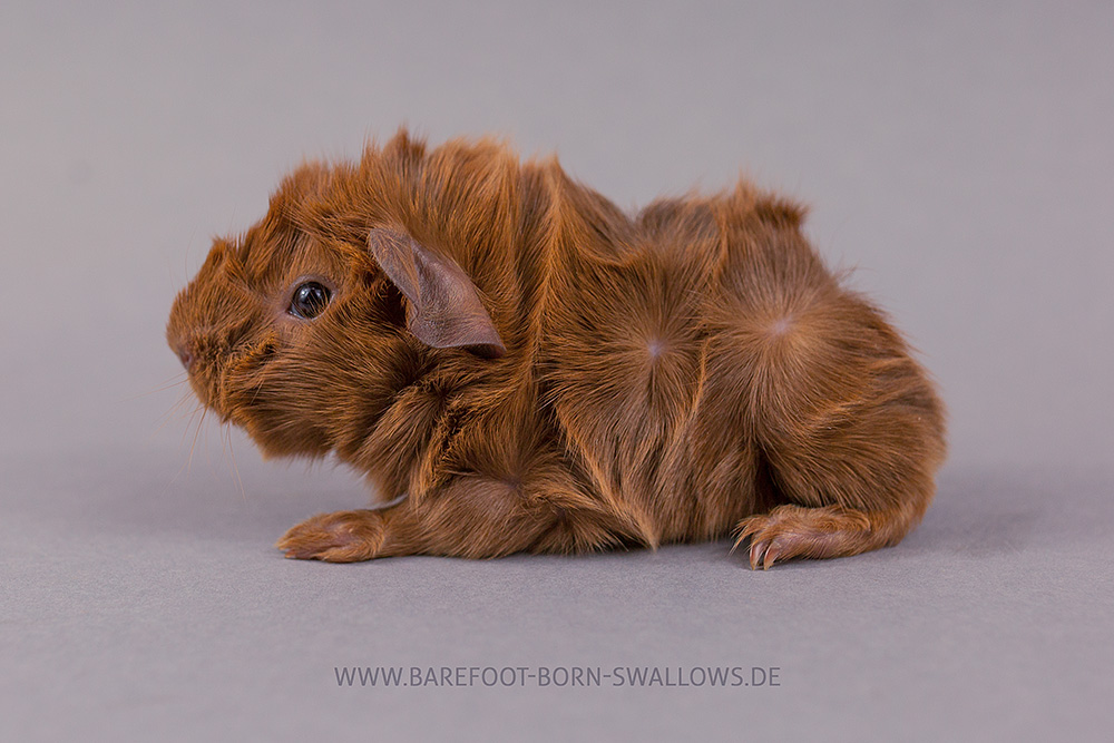 Barefoot Born Swallows Ratzefummel