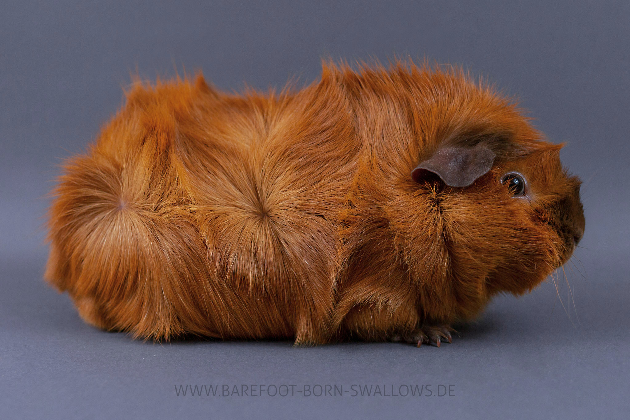 Barefoot Born Swallows Ratzefummel