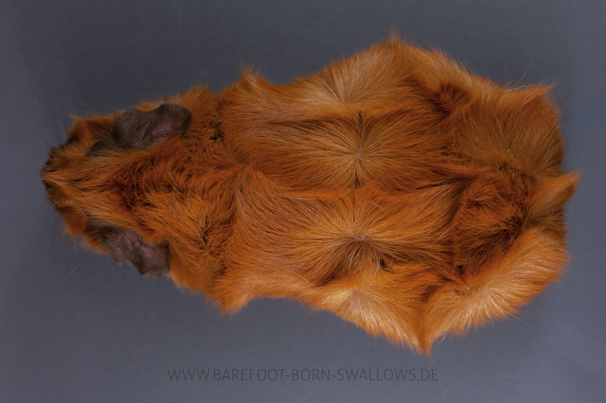 Barefoot Born Swallows Ratzefummel
