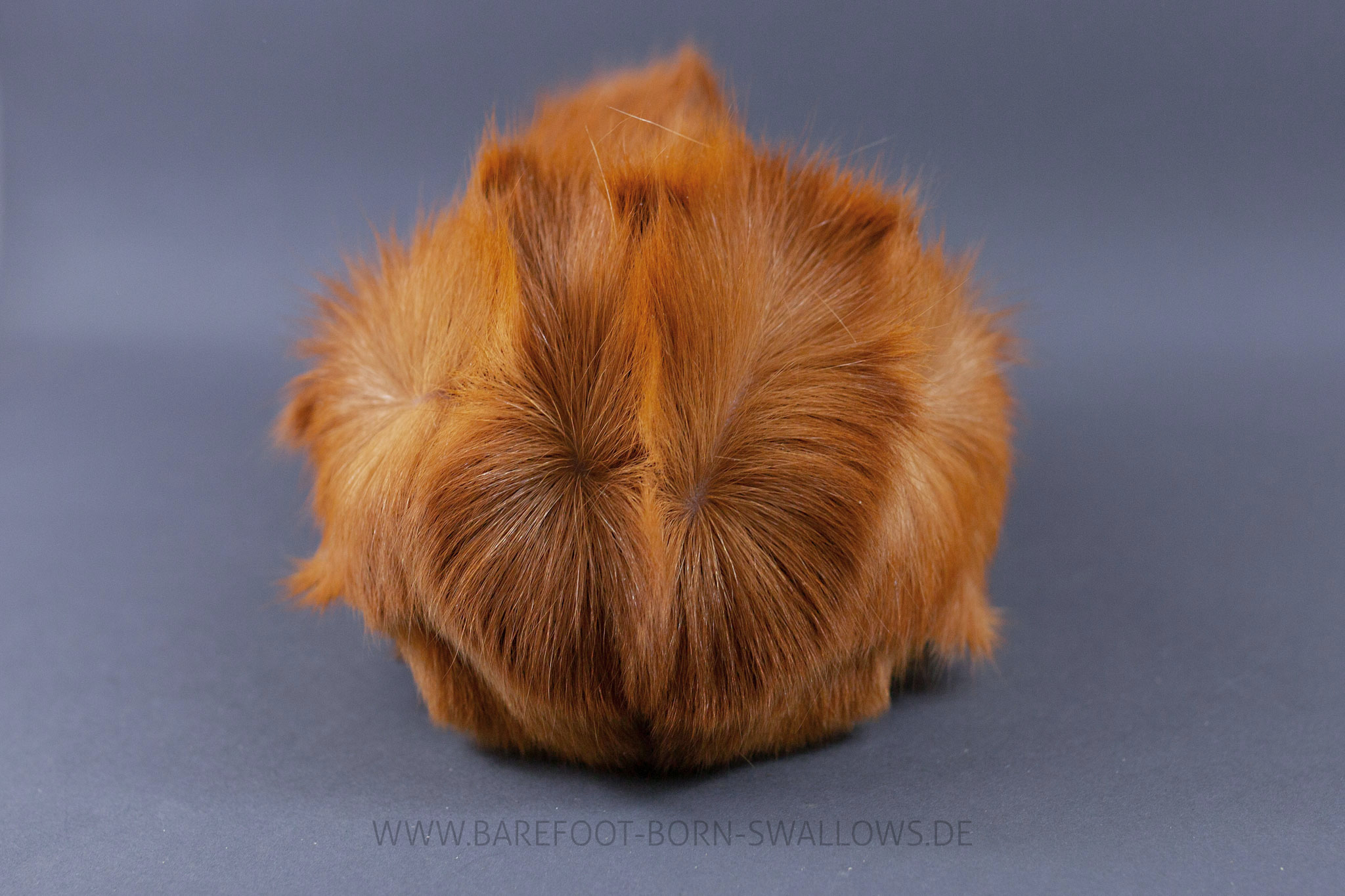 Barefoot Born Swallows Ratzefummel