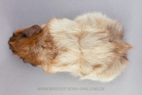 Barefoot Born Swallows Unnerbutze