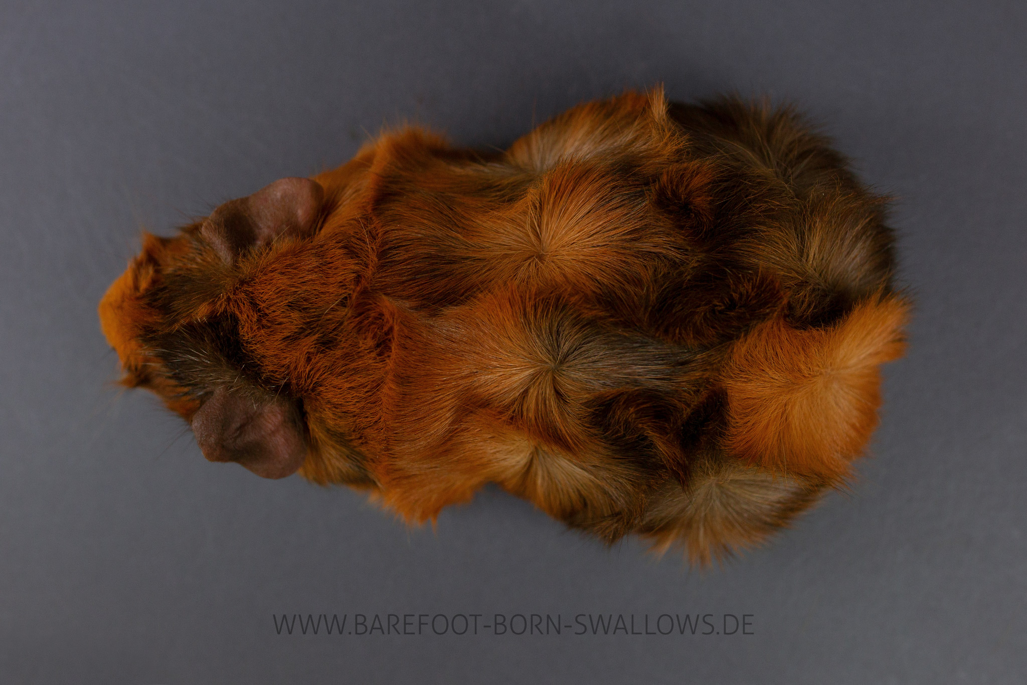 Barefoot Born Swallows Dwallerwatsch