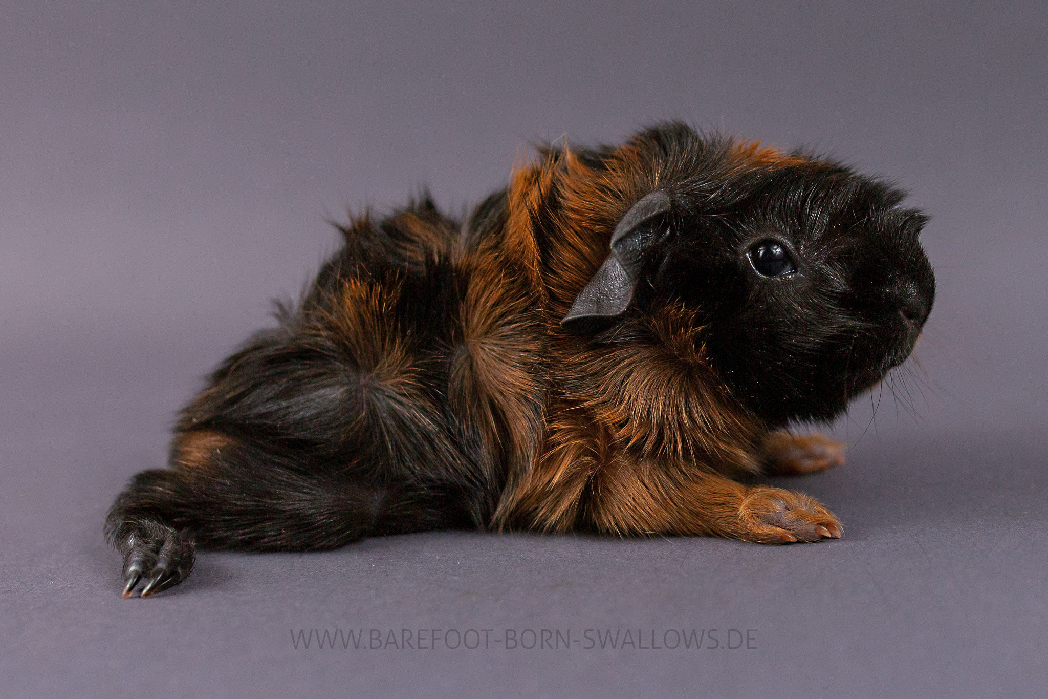 Barefoot Born Swallows Teddybär
