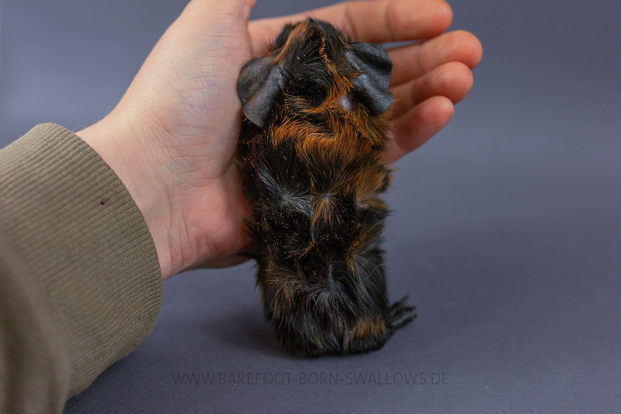 Barefoot Born Swallows Teddybär
