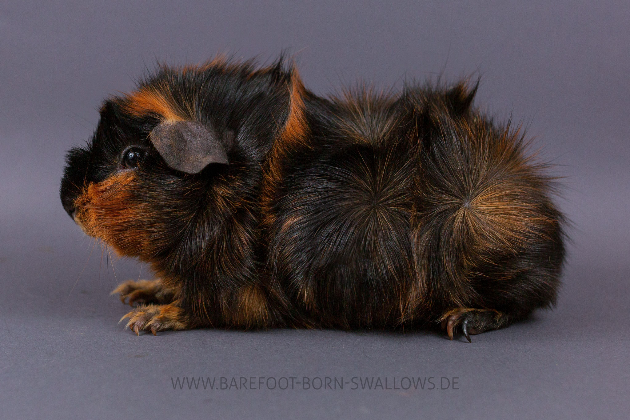 Barefoot Born Swallows Teddybär