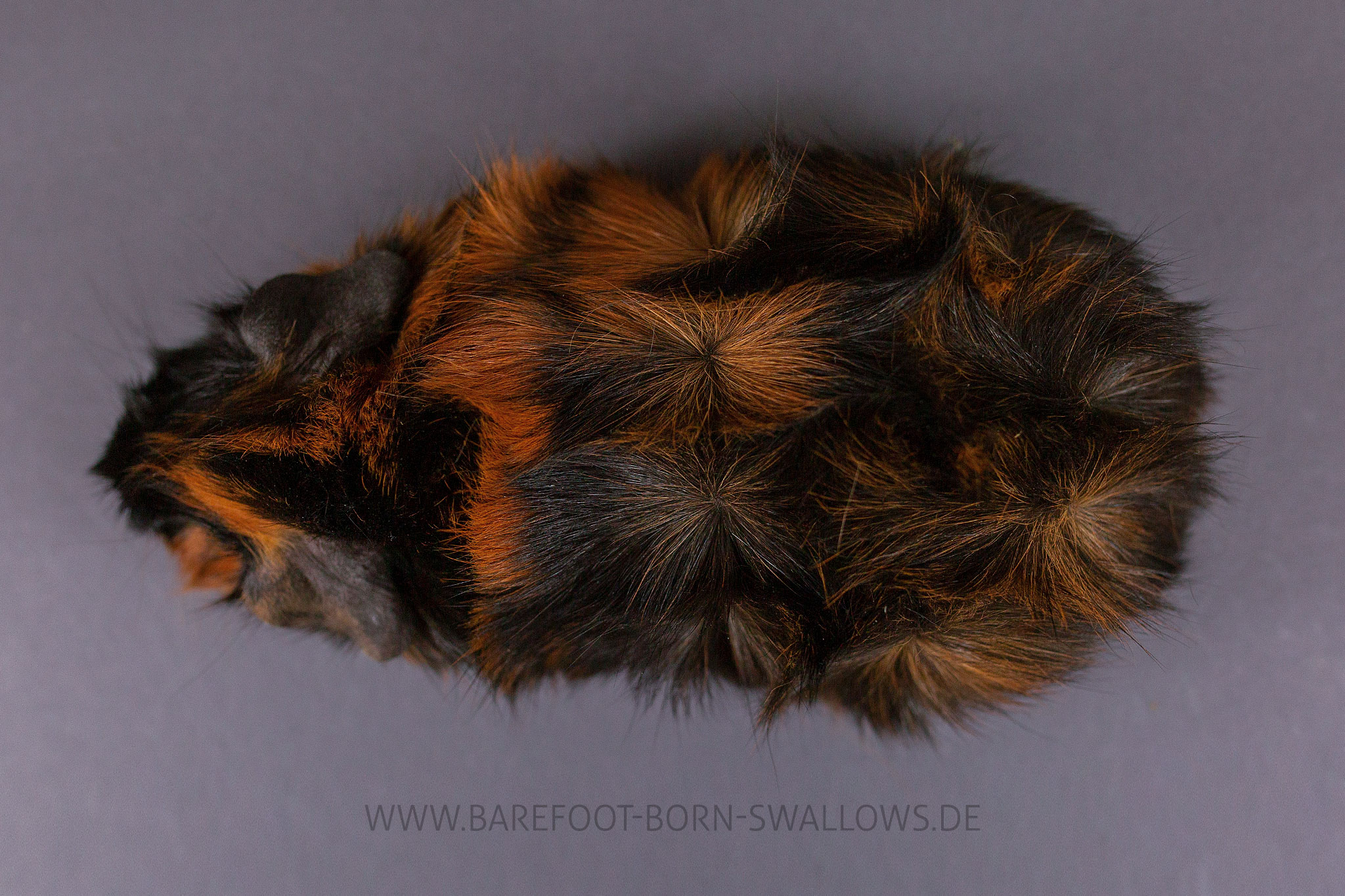 Barefoot Born Swallows Teddybär