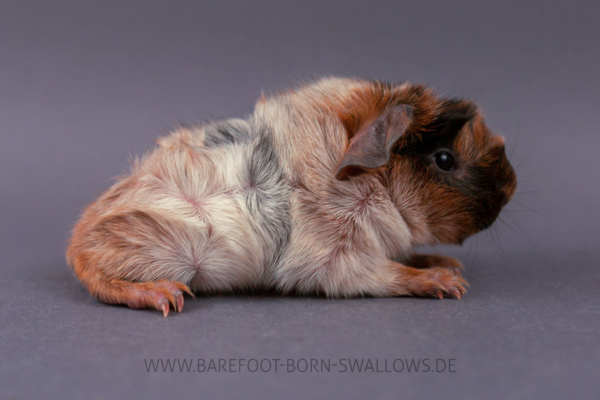 Barefoot Born Swallows Utschebebbes