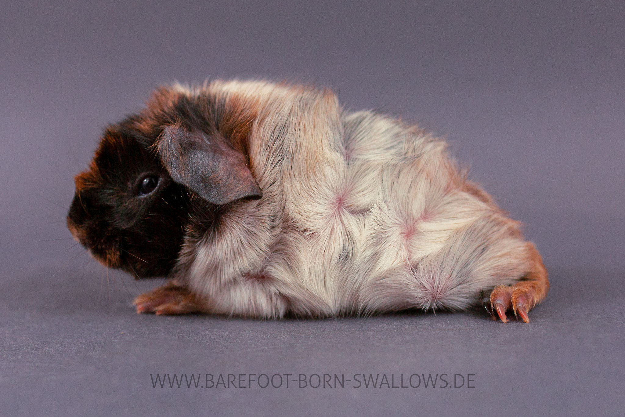 Barefoot Born Swallows Utschebebbes