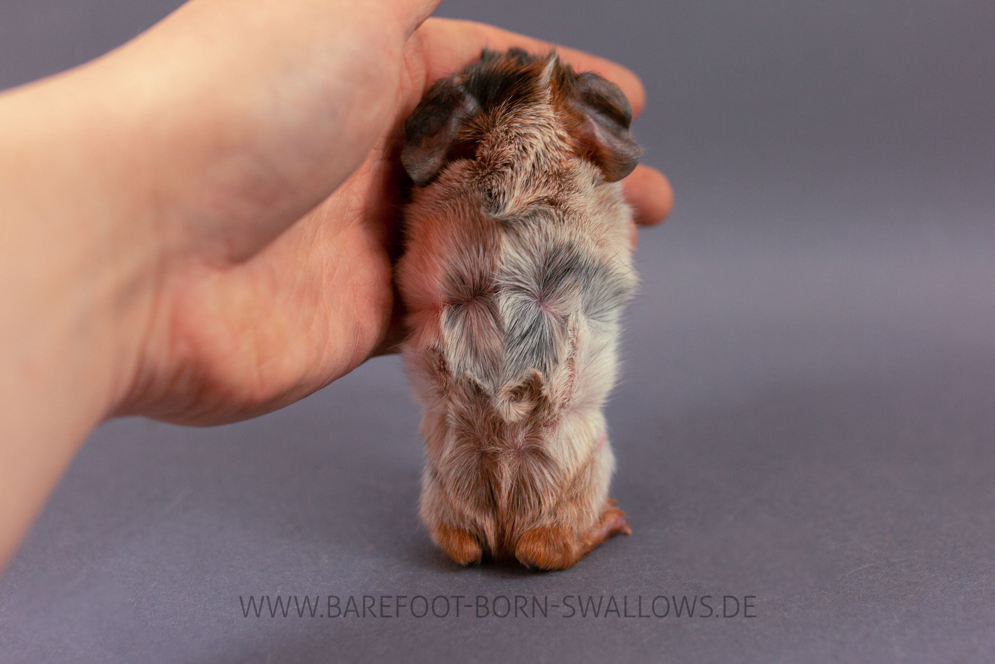Barefoot Born Swallows Utschebebbes