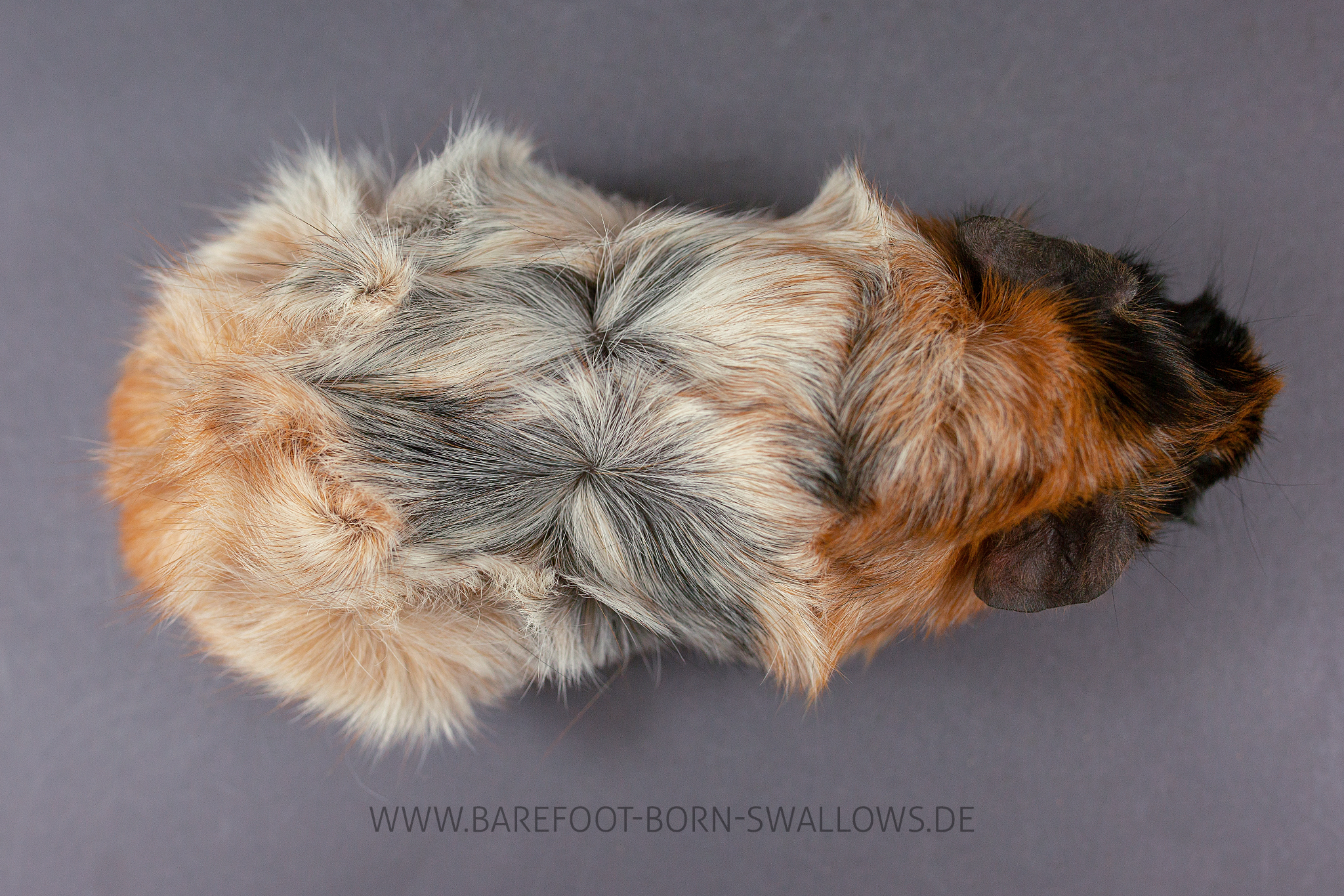 Barefoot Born Swallows Utschebebbes