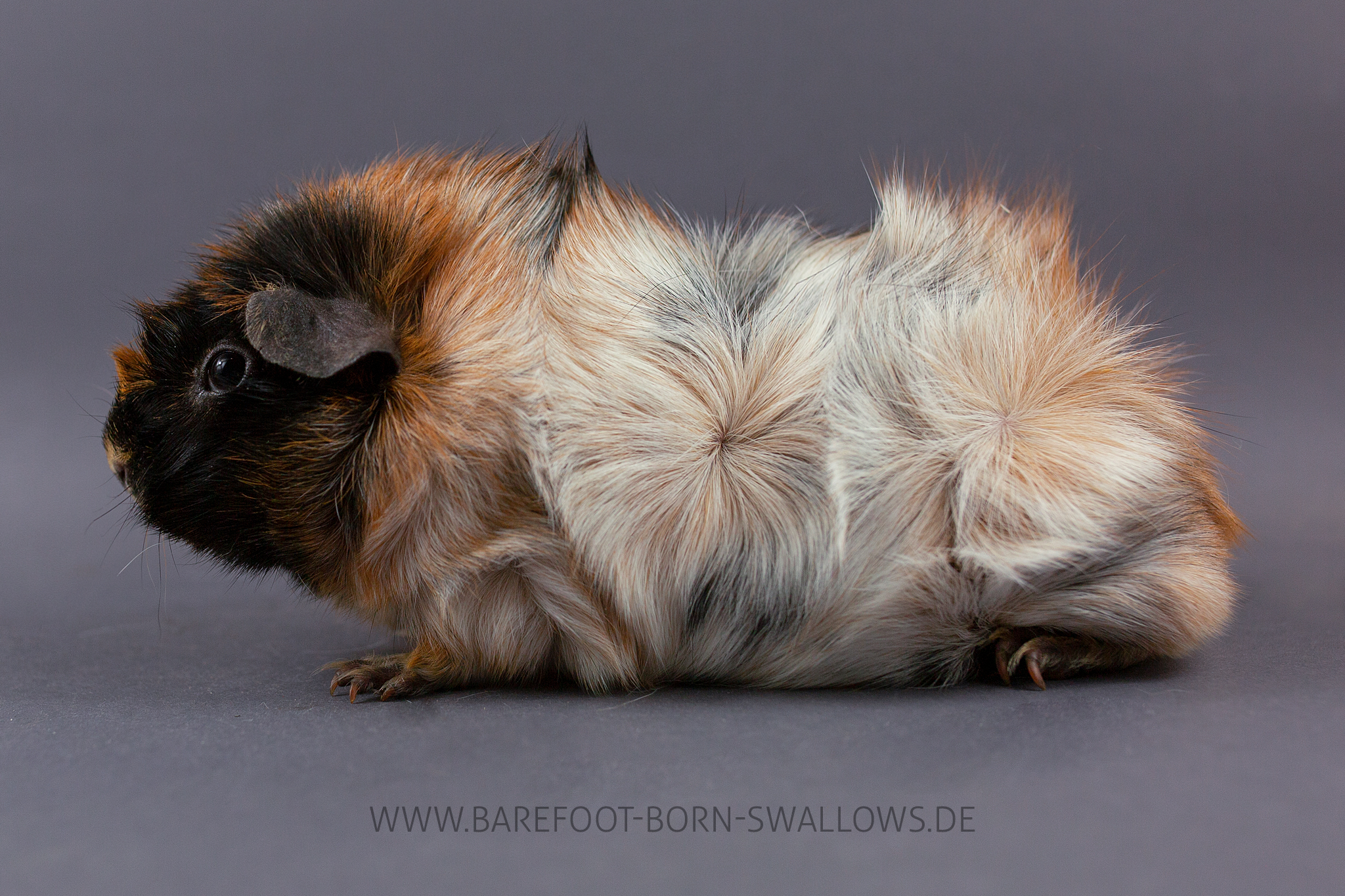Barefoot Born Swallows Utschebebbes