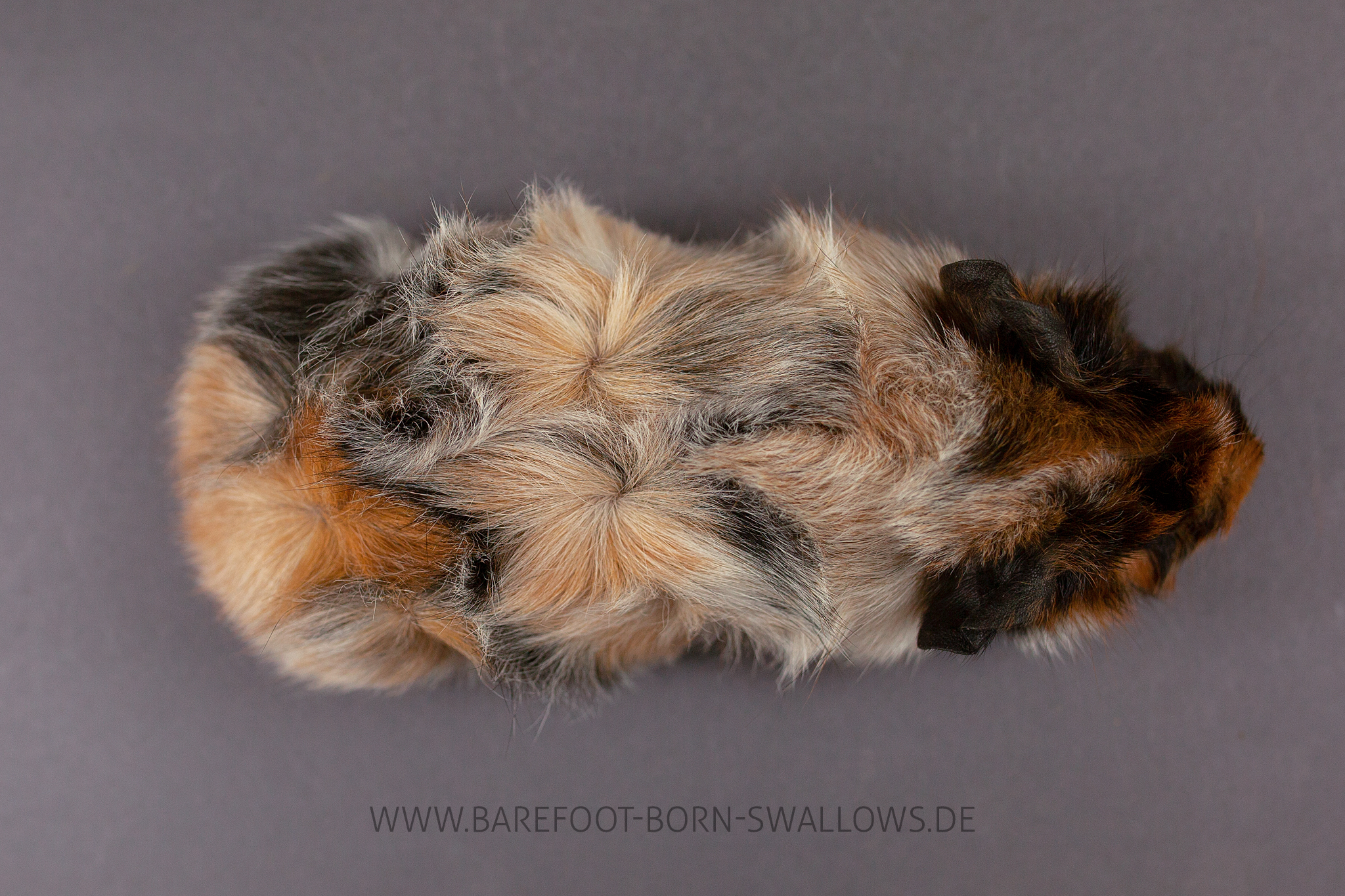 Barefoot Born Swallows Zwetschge