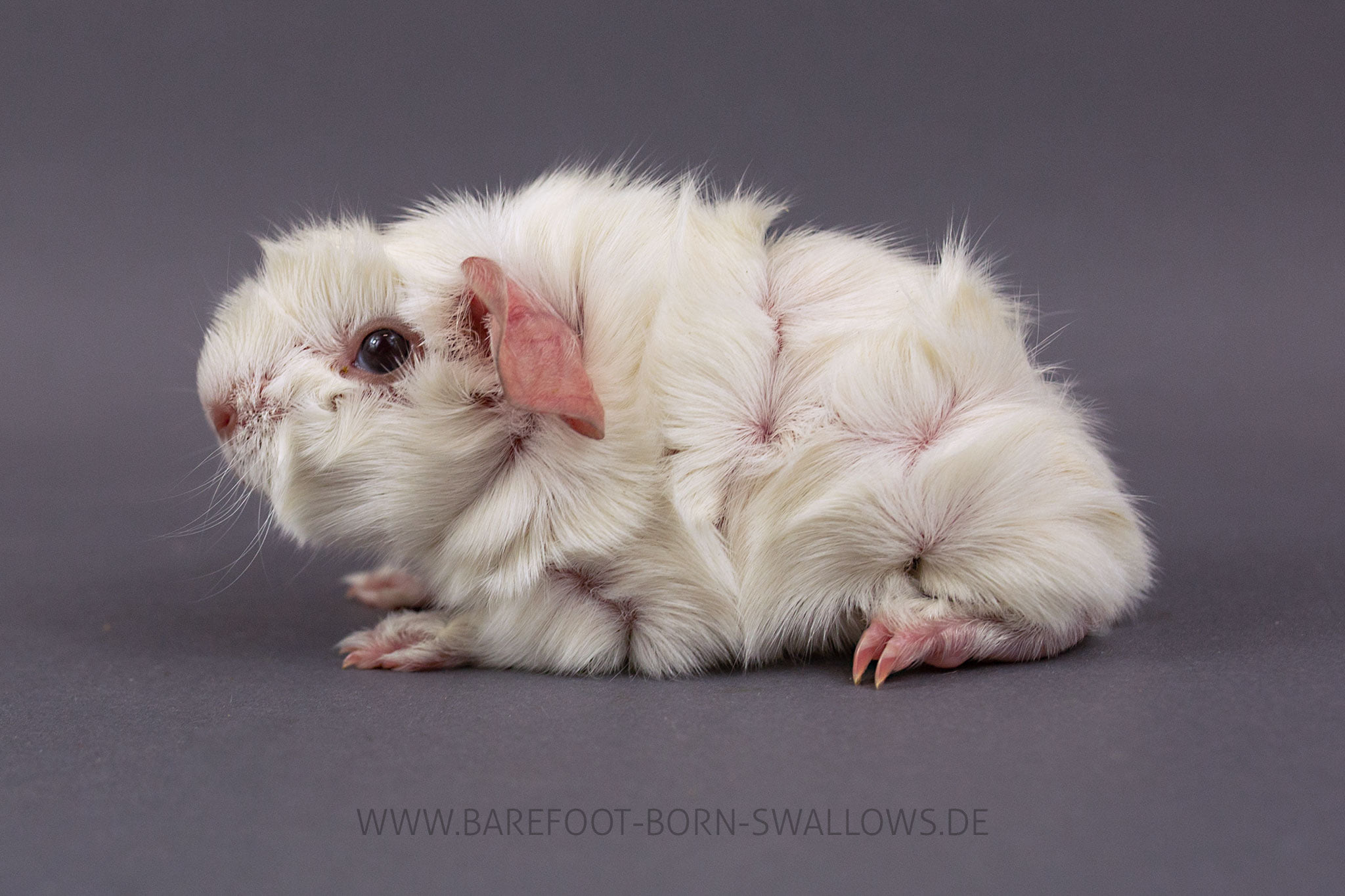 Barefoot Born Swallows Consuelo
