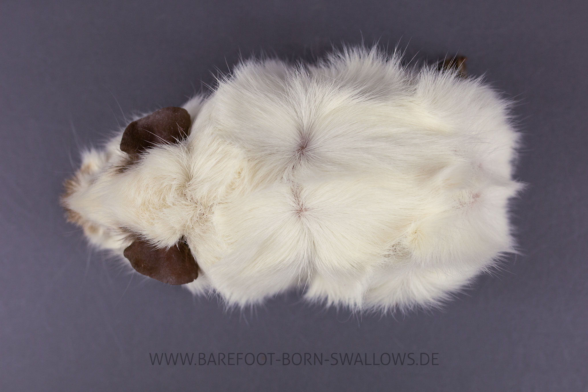 Barefoot Born Swallows Consuelo