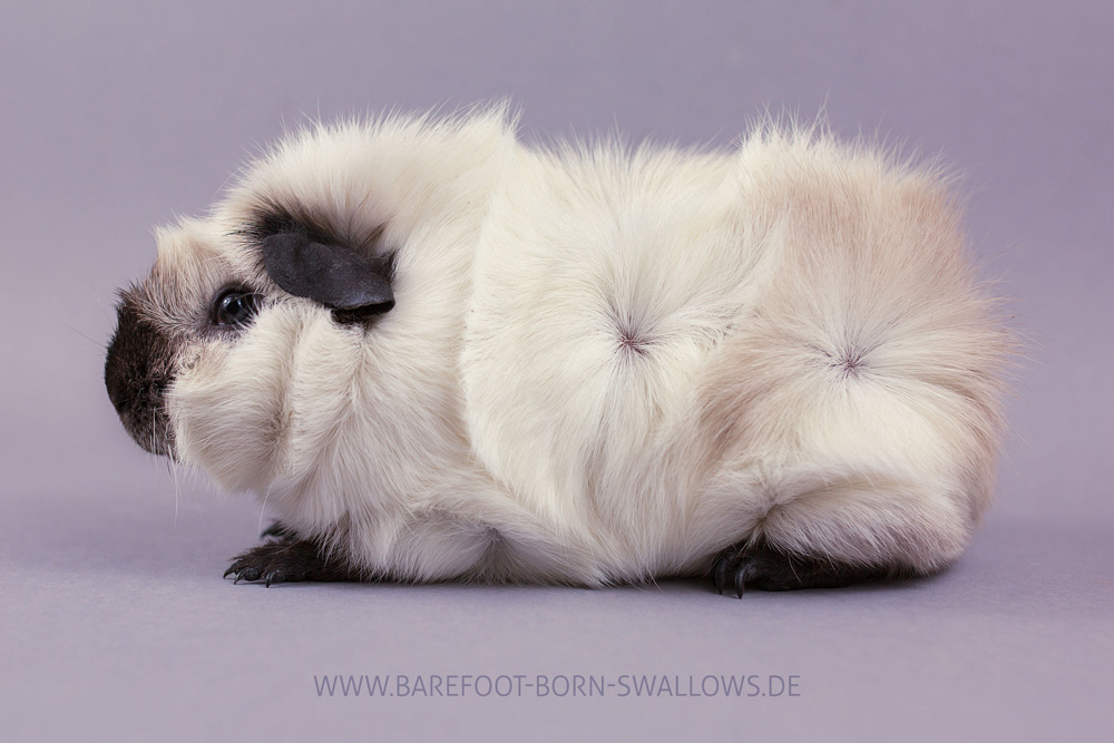 von den Kristallschweinchen Raffaellos Vanillo